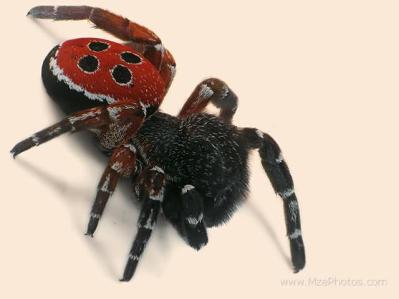 ladybird-spider