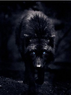 Black-Wolf
