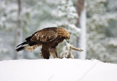 Golden eagle eating hare